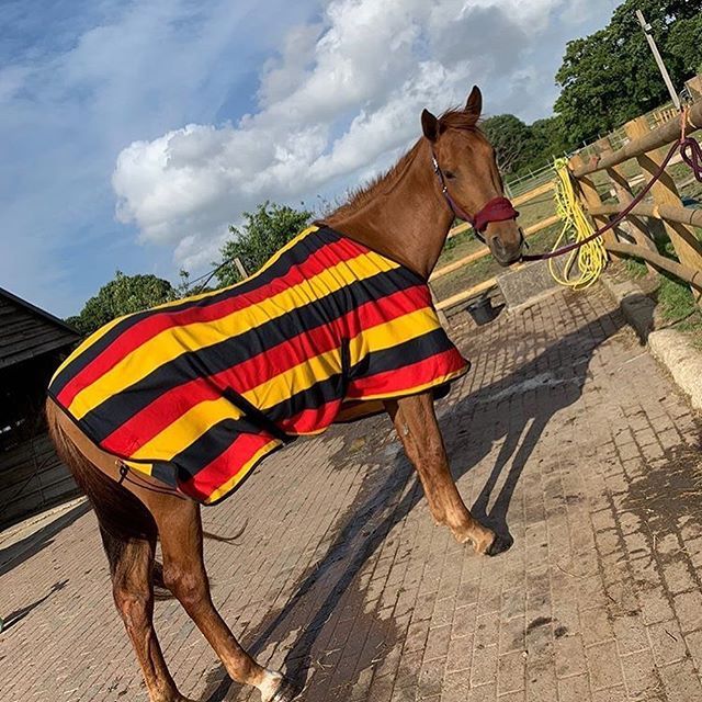 Image of a horse in a stripy coat