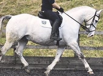 ☘️Both sold to dressage rider Emily Byron as 4 year olds…