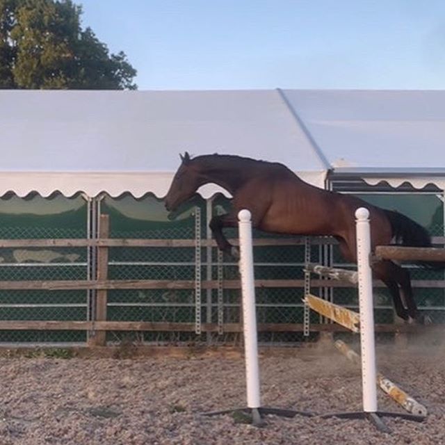 Image of a horse jumping a fence