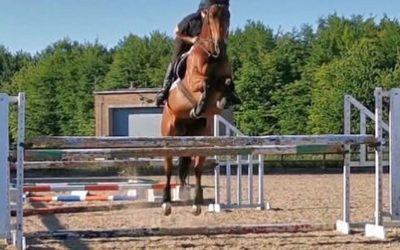 ☘️”Thank you so much for helping me find my perfect horse” says Carly Withers…