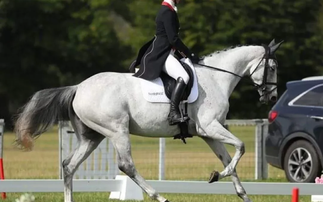 Image of a horse and rider in a competition