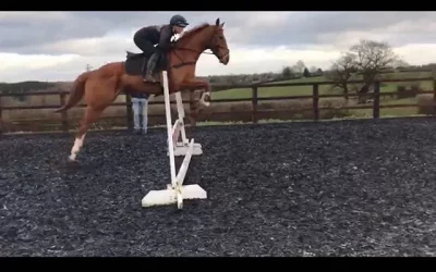 ☘️”Our 5th Horse… only place we buy our horses” says Phoebe Nicholson of her 3 year old…