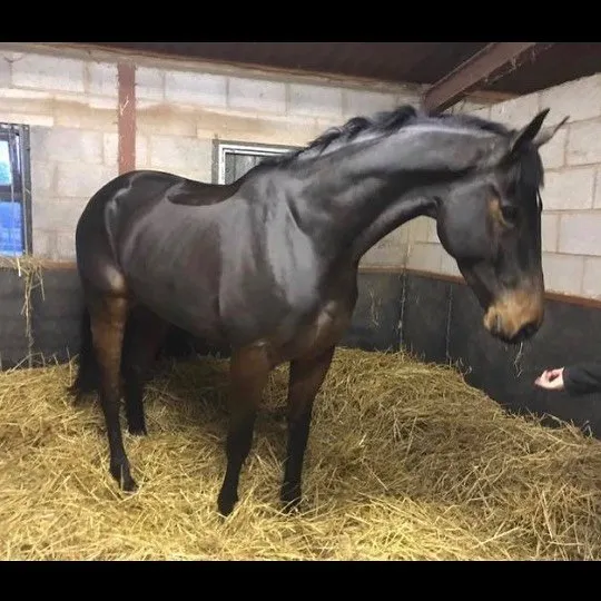 image of a horse in a stable