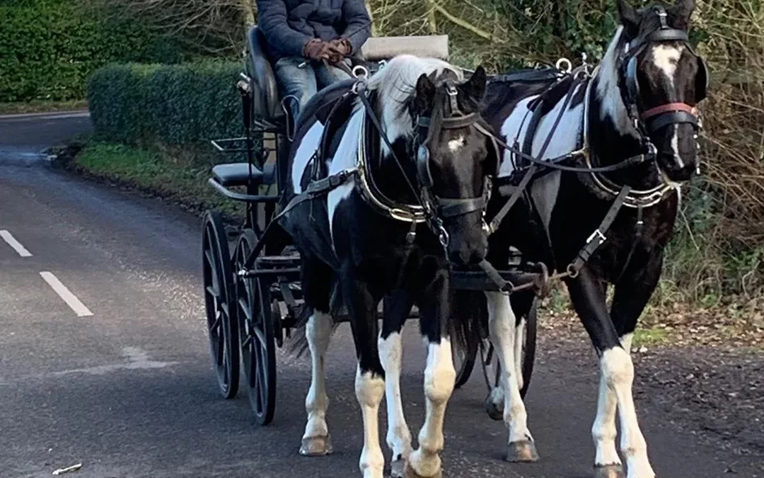 image of 2 horses pulling a carriage