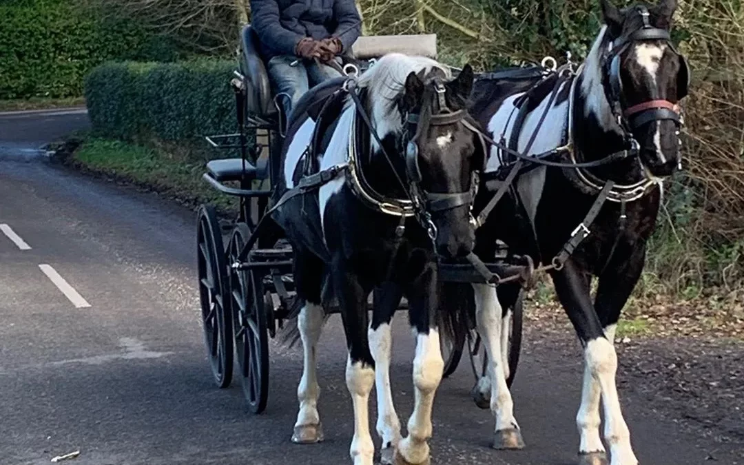 ☘️Two horses sold to Paul and Max White as four year olds…