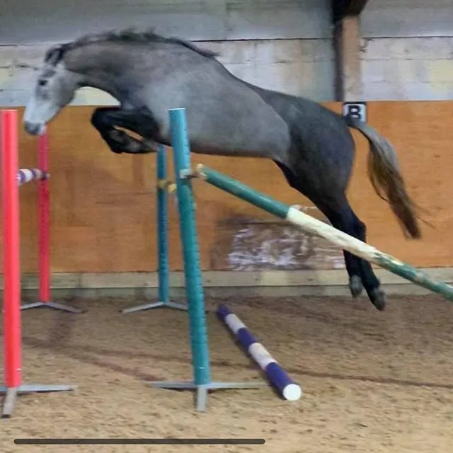 image of a horse jumping