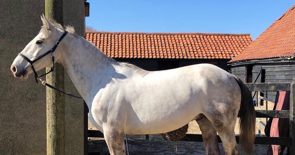 image of a white horse