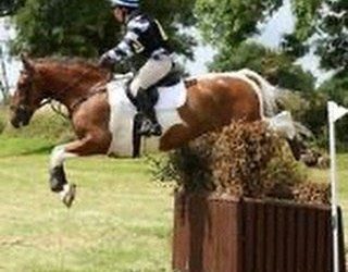 ☘️”Perfect amateurs horse… we event, SJ, dressage and he’s child proof too” says Louise Calverley of her unbroken 4 year old…