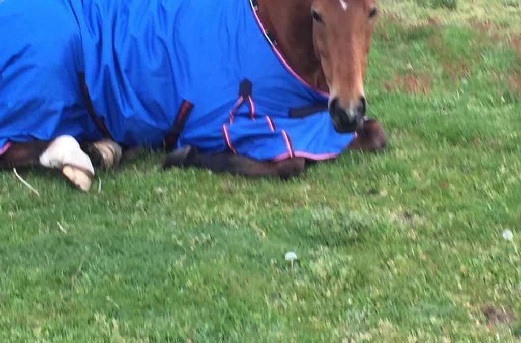 Image of a horse laying down
