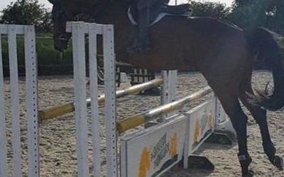 ☘️Sold to eventer Victoria Epps-Wood as a 4 year old…