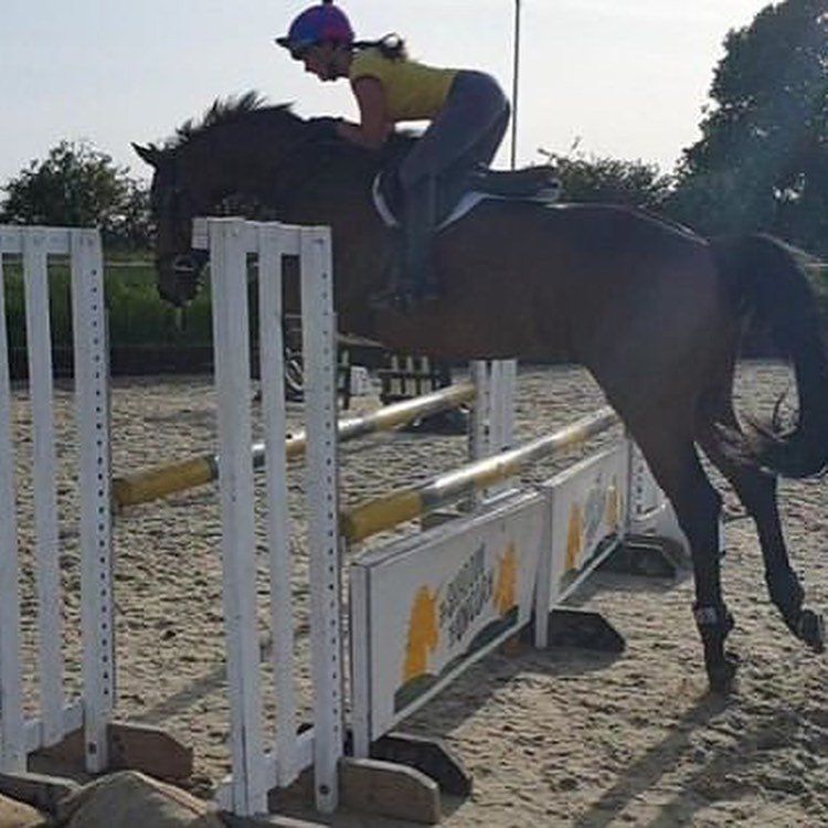 ☘️Sold to eventer Victoria Epps-Wood as a 4 year old… - Irish Horse Imports