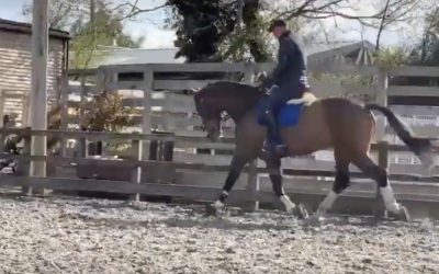 ☘️Sold to showjumper Maria France as a 4 year old…