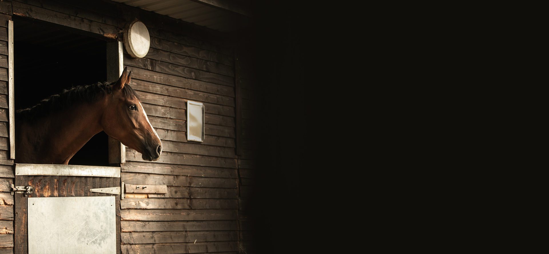 What-do-we-expect-of-you-throughout-the-process-background Image if horse in the stable