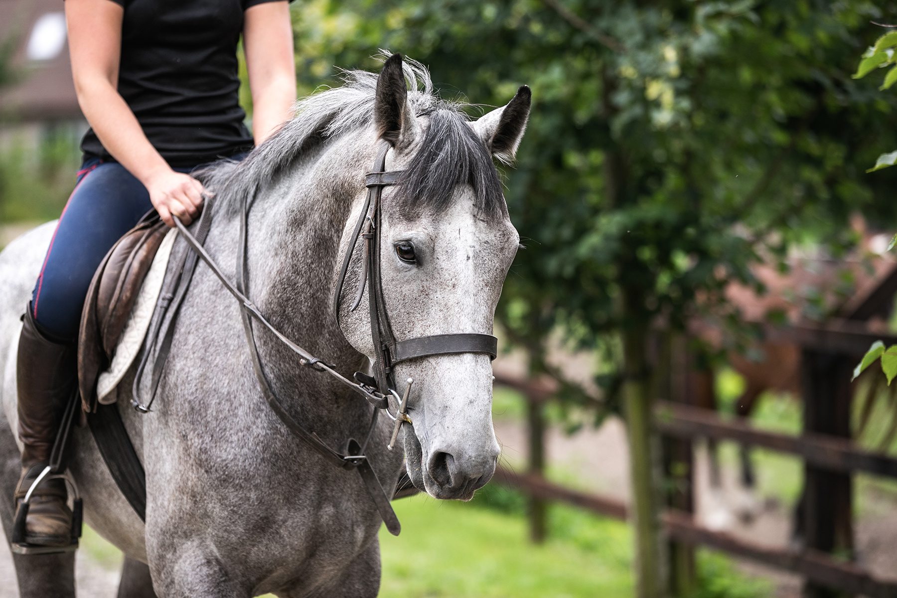 about-us-exchange-warranty Image of horse and rider