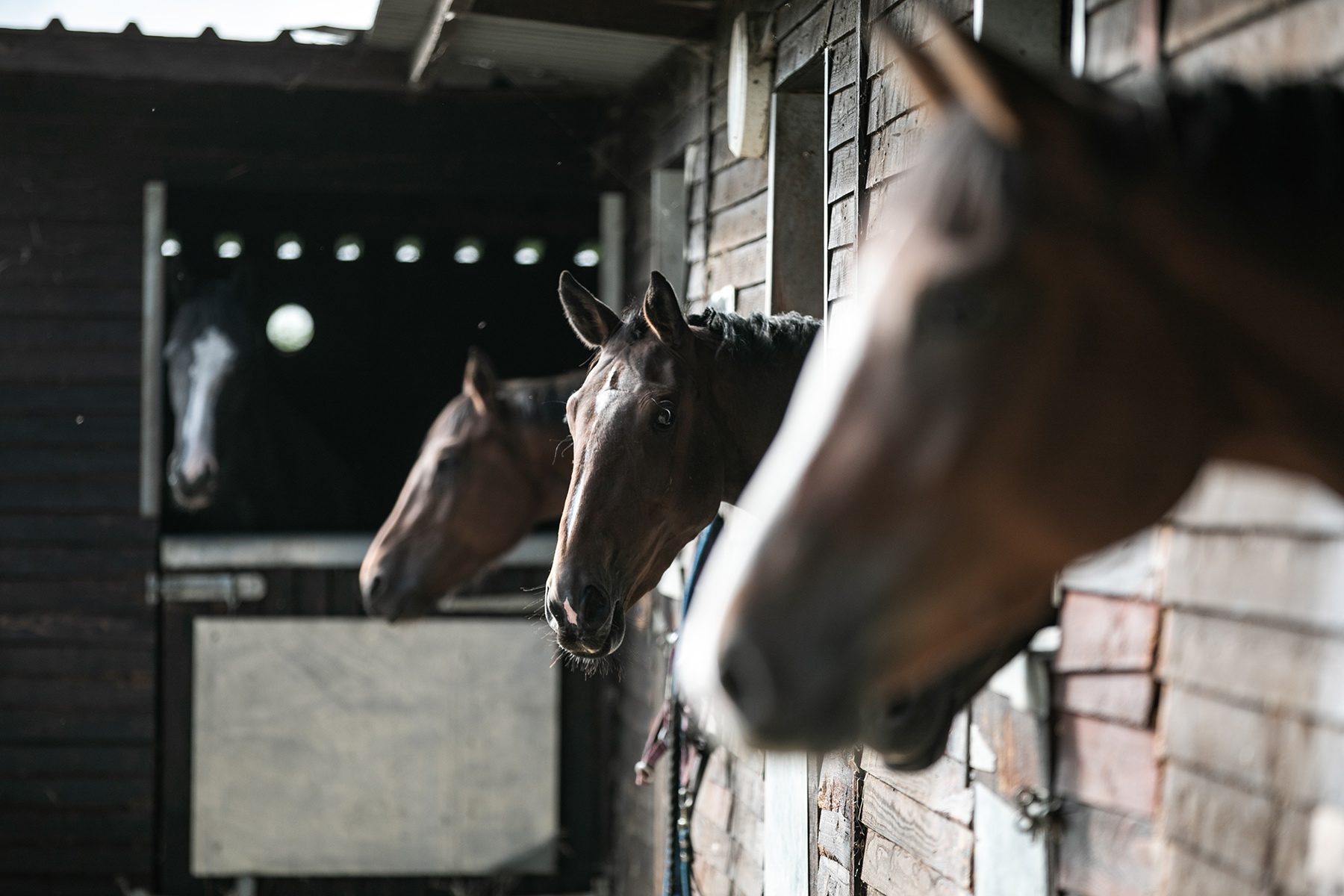Image of horses in the stables