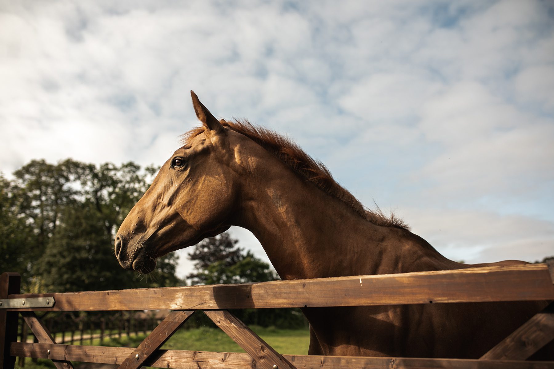 Image of horse looking over a fence