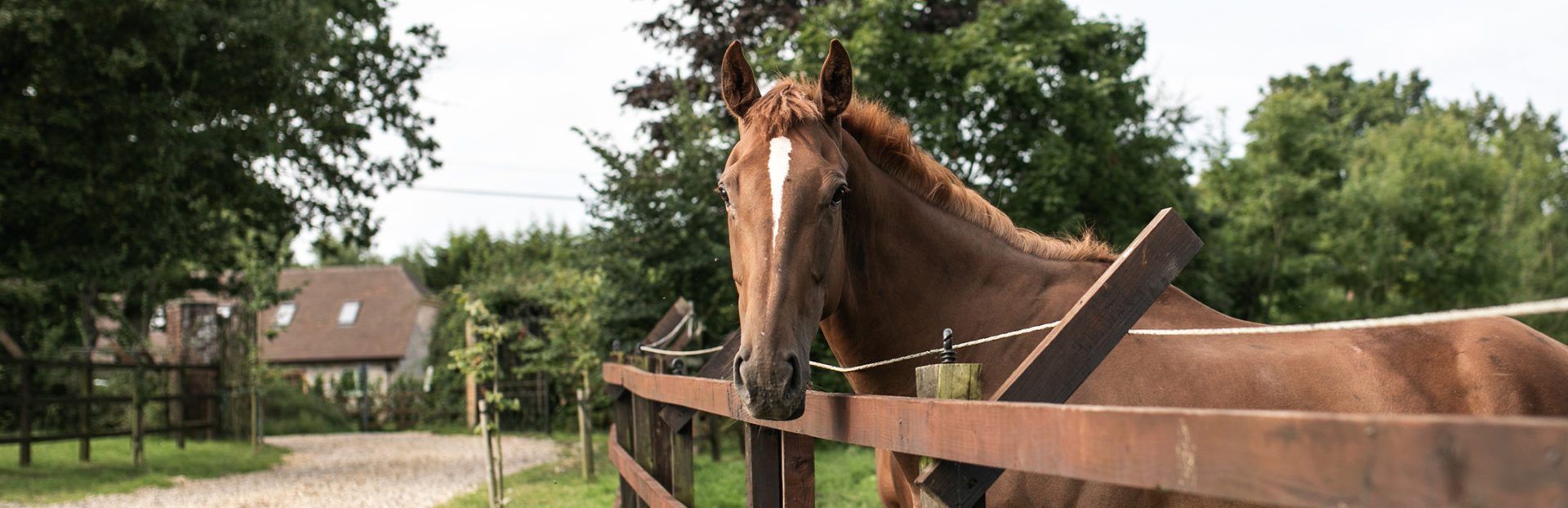 customer-reviews-main-image Image of horse looking over a fence