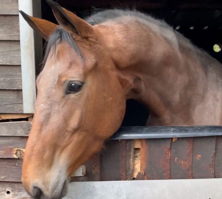 16hh approx, quality bay mare