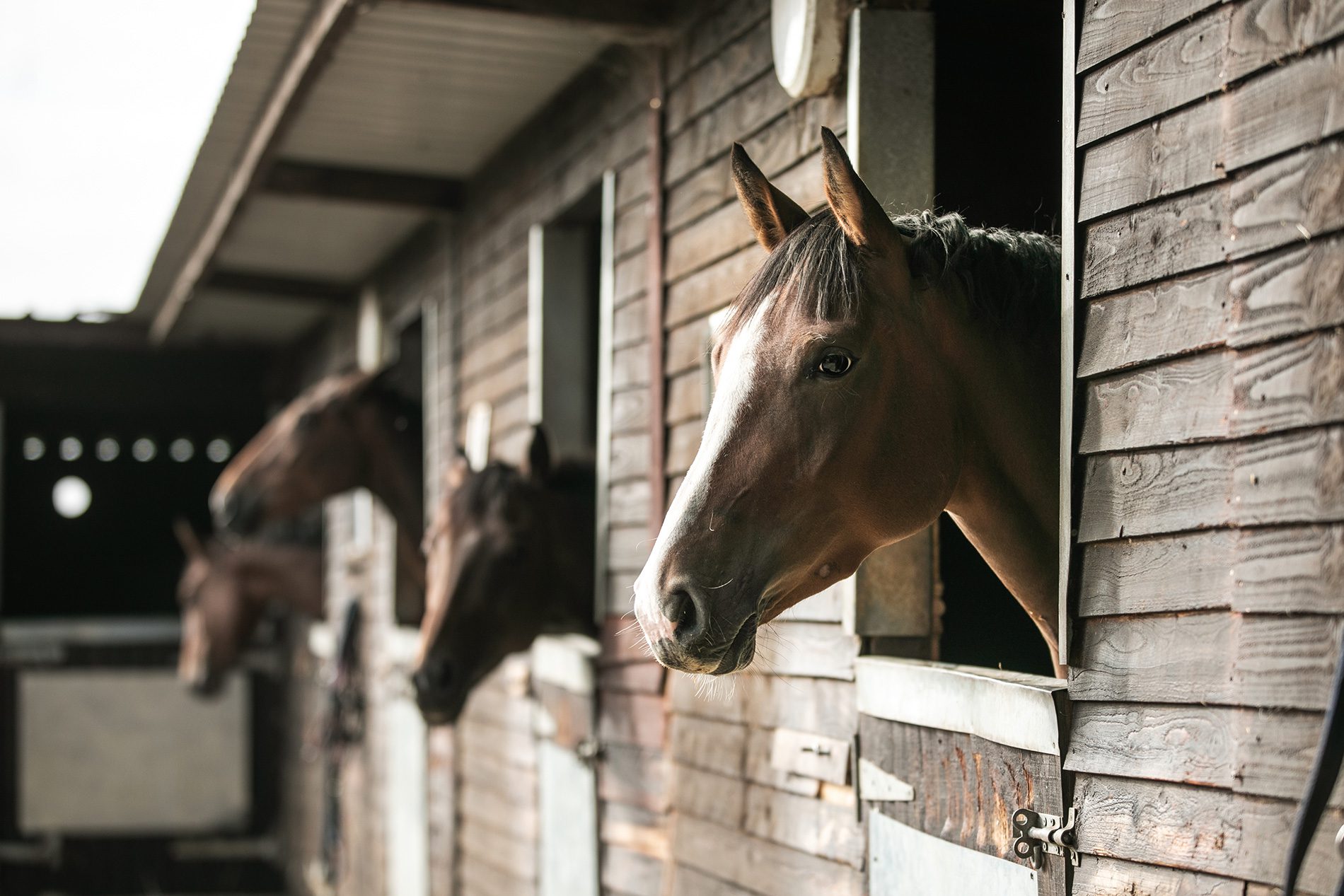 Image of horses in the stables