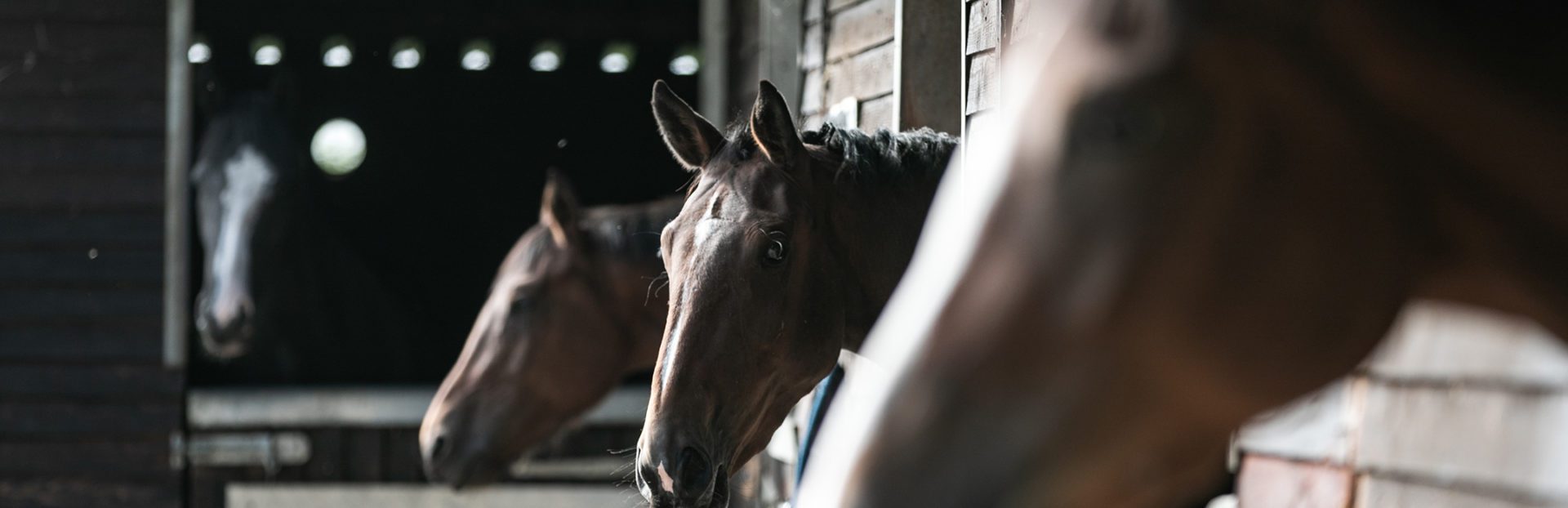 main-banner-image-horses-in-yard Image of horses in the yard