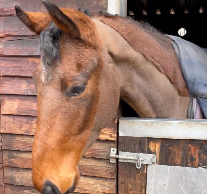 15.3hh approx, quality bay gelding