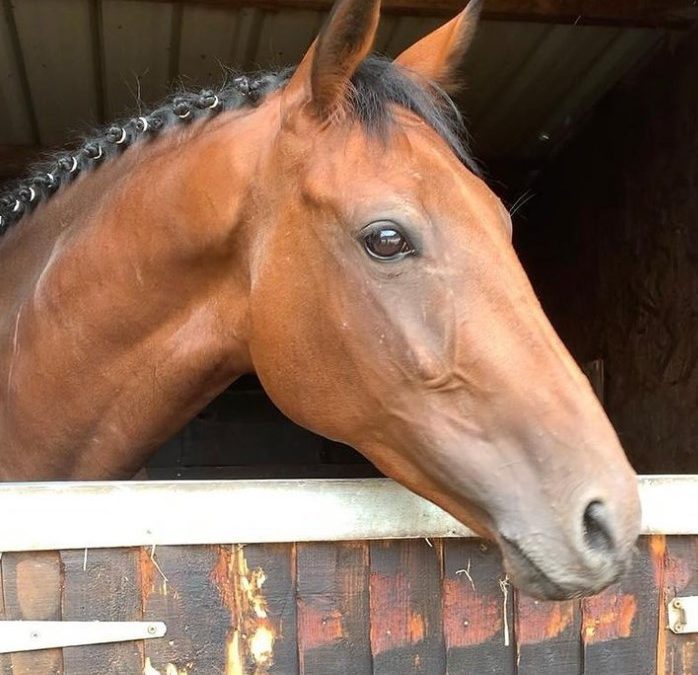 16hh approx, quality bay gelding