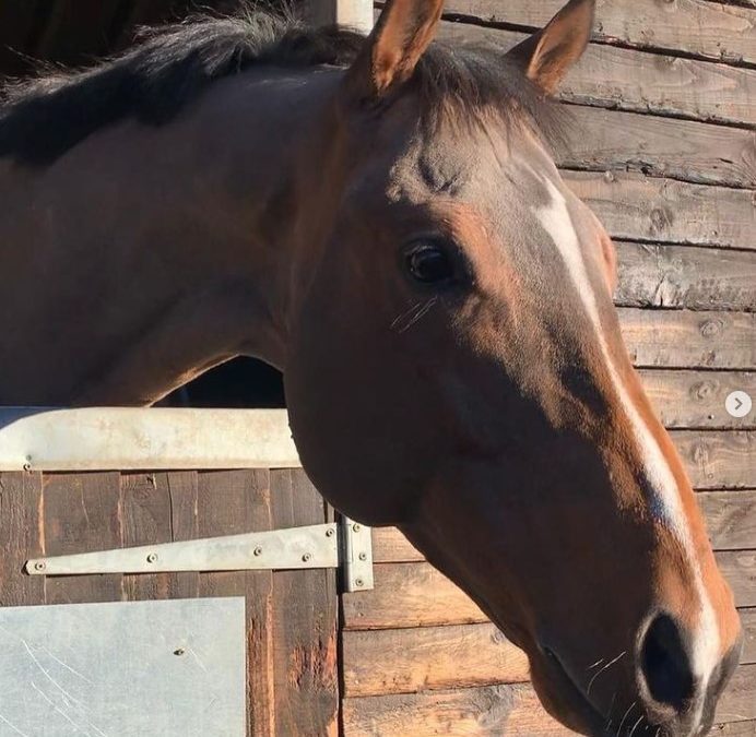 16hh approx, attractive bay gelding