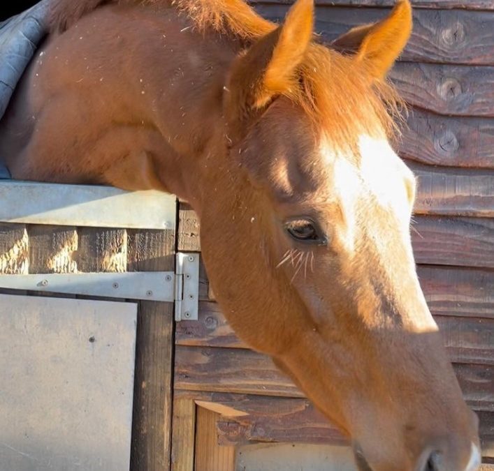 16hh approx, handsome chestnut gelding