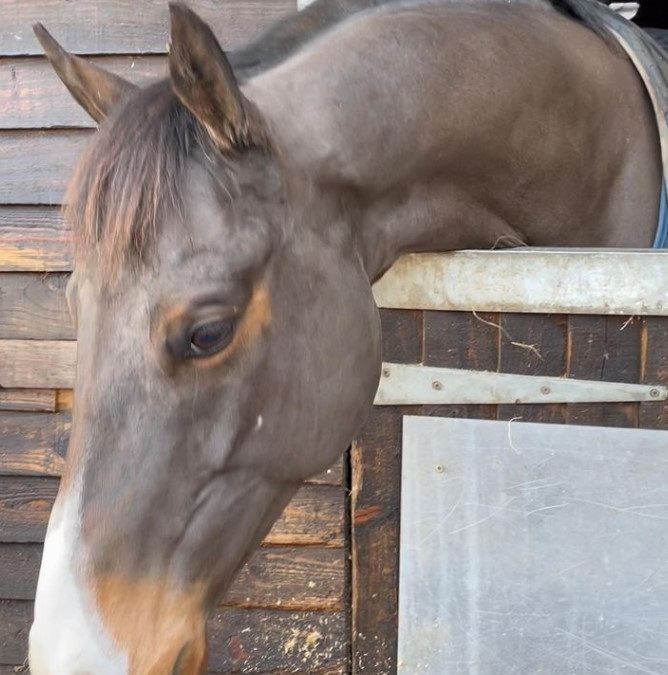 16hh approx, quality bay gelding