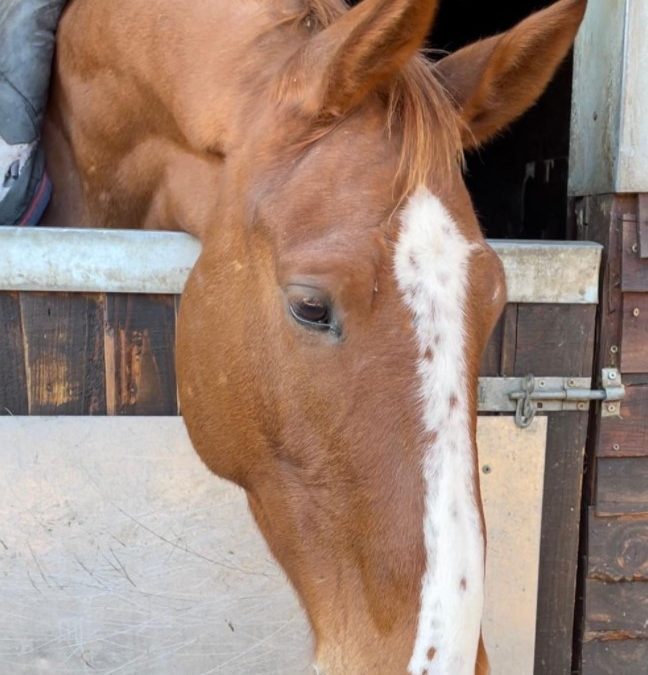 16.2hh approx, attractive chestnut gelding
