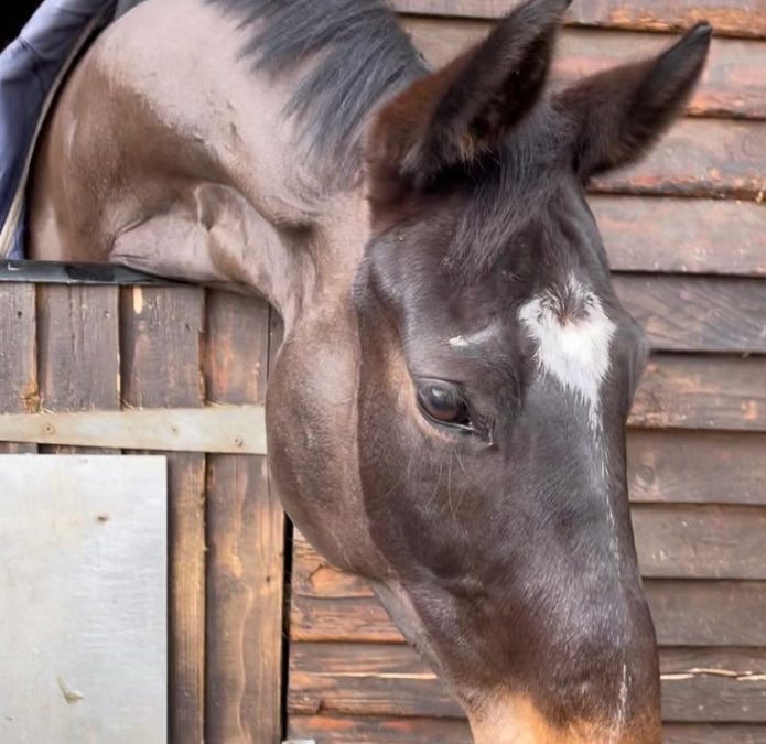 16.2hh approx, attractive bay gelding