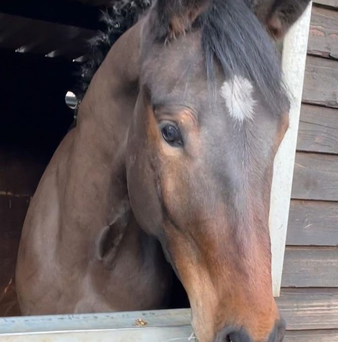 16.2hh approx, quality bay gelding