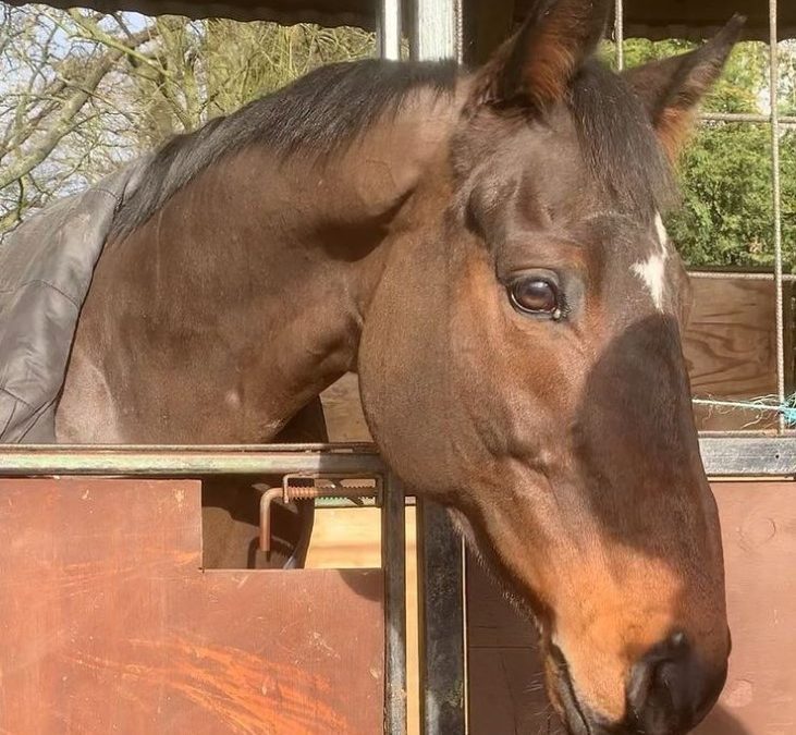 16.1hh approx, quality bay gelding