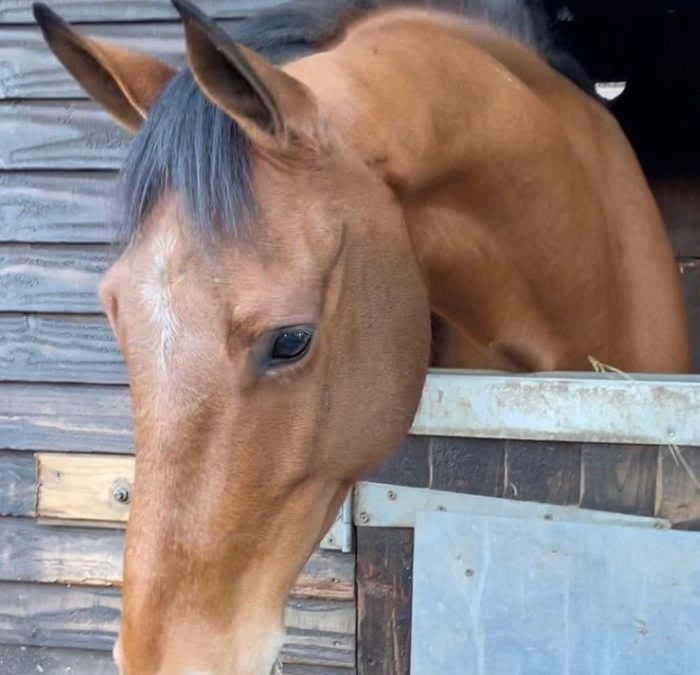 16hh approx, gorgeous bay gelding