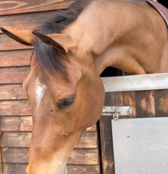 16.1hh approx, athletic bay gelding