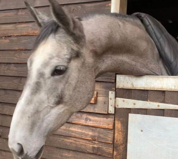 15.3hh approx, smart grey mare