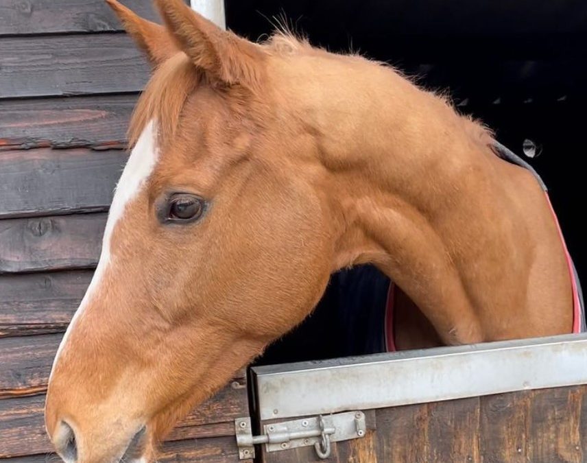 16hh approx, beautiful chestnut gelding