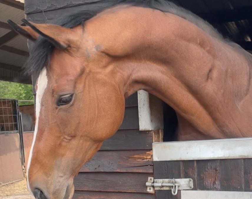 16.1hh approx, seriously pretty bay mare