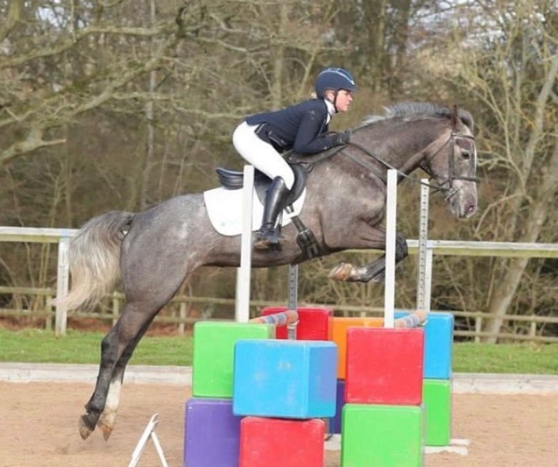 16hh approx, gorgeous grey mare
