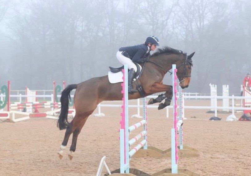 16.1hh approx, very talented bay mare