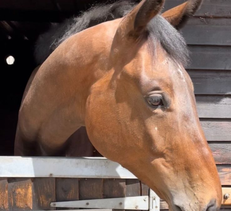 16.3hh approx, handsome bay gelding