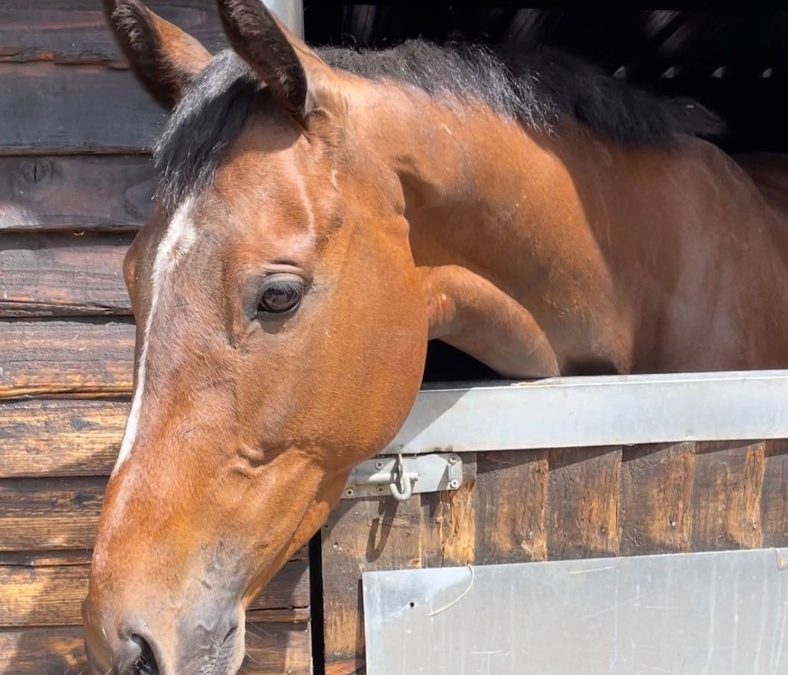 16hh approx, beautiful bay mare