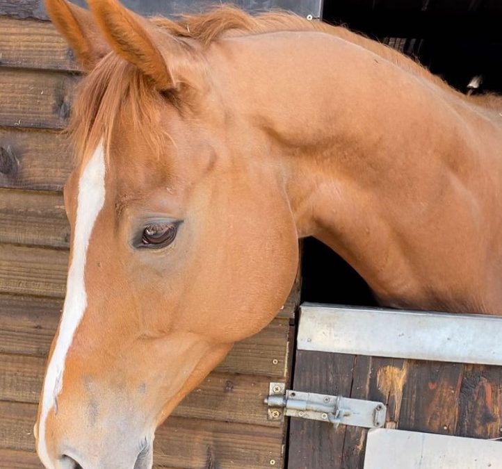 16hh approx, gorgeous chestnut gelding
