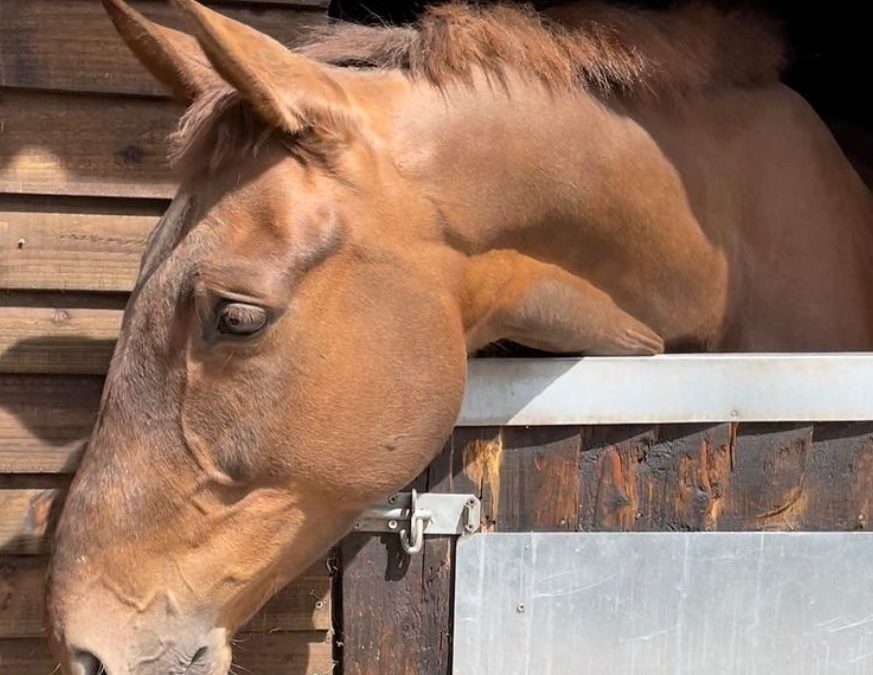 16.1hh approx, gorgeous chestnut gelding