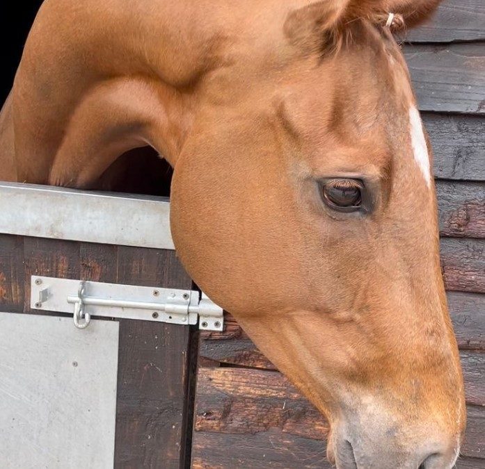 16.1hh approx, stunning chestnut gelding