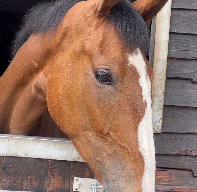 16.1hh approx, stunning bay mare
