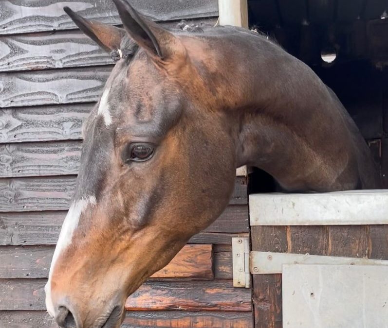 15.3hh approx, gorgeous bay gelding
