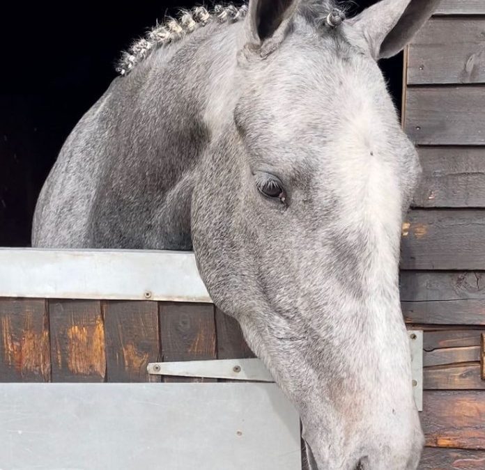 15.2hh approx, beautiful grey filly