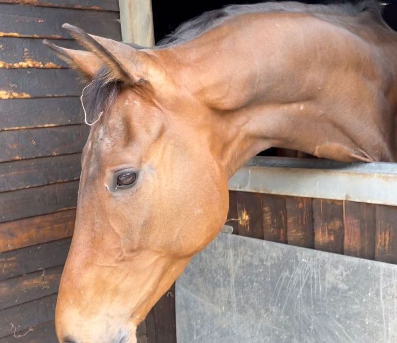 16.2hh approx, stunning bay gelding