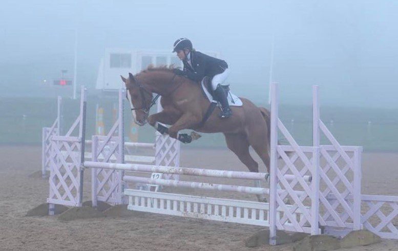 16hh approx, stunning chestnut gelding